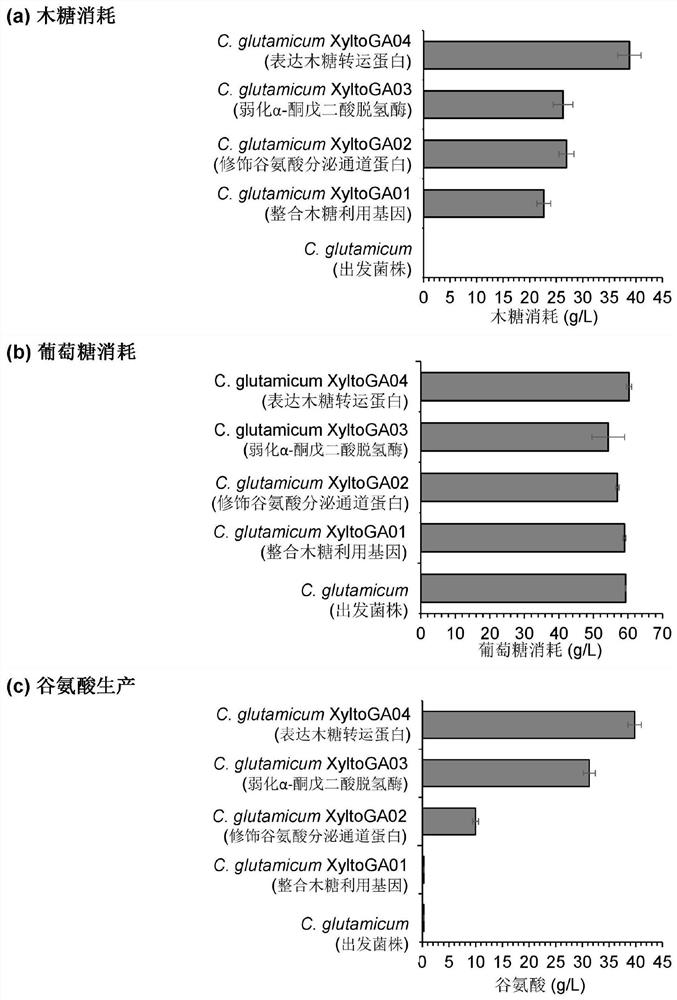 Construction method of synthetic path for generating glutamic acid by utilizing xylose in corynebacterium glutamicum