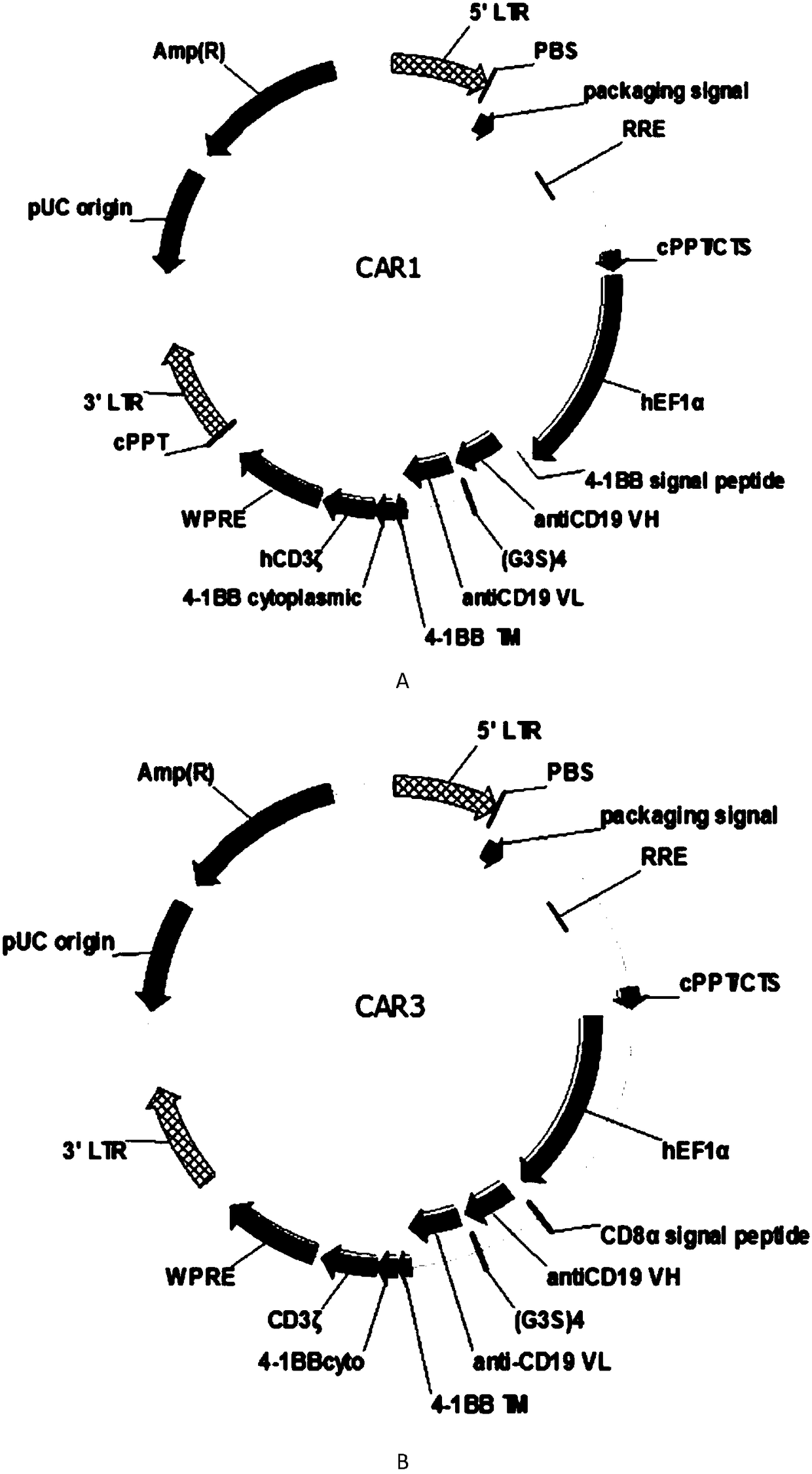 Novel chimeric antigen receptor and applications thereof