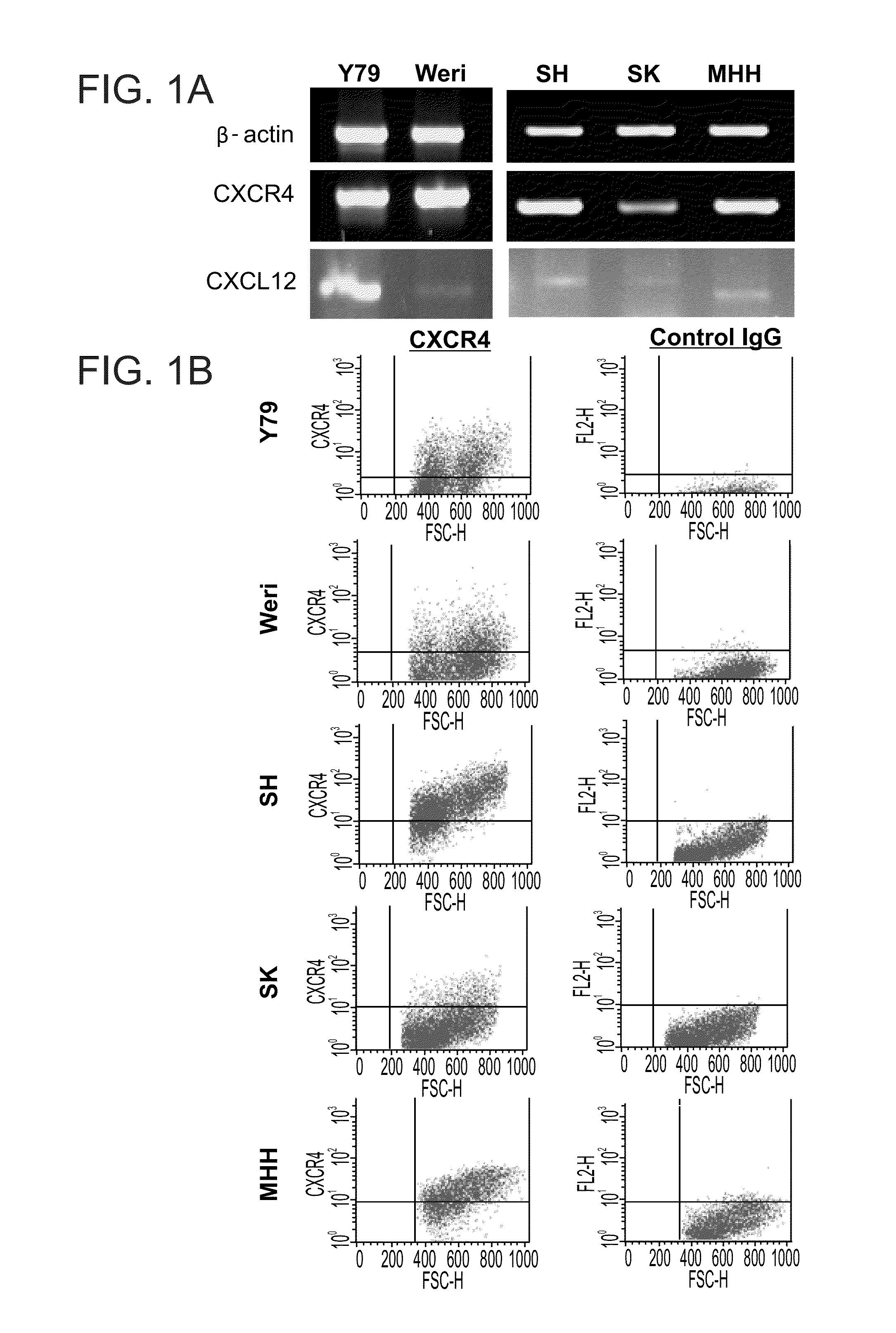 Peptides and compositions for the treatment of neuroectodermal derived tumors and retinoblastoma