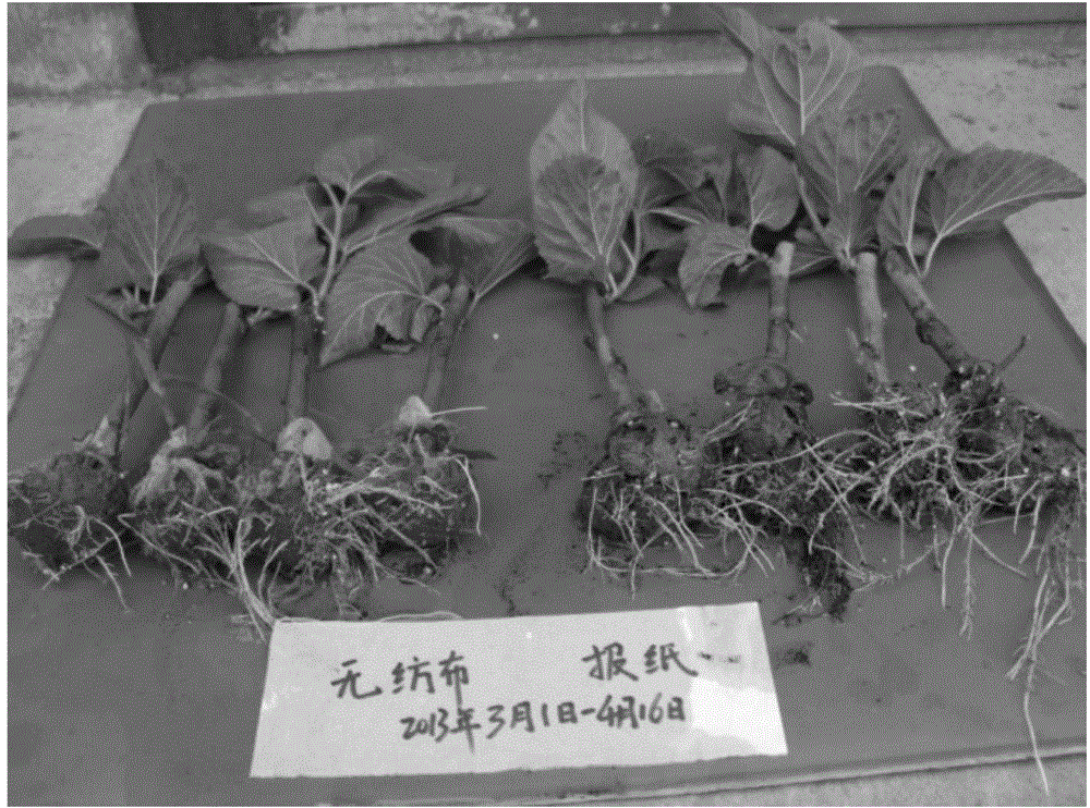 Heating hollow nutrient bag seedling culturing box and application thereof