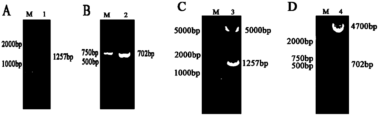 A mutant pcv2 virus that is not degraded by ubiquitinated proteasome and its preparation method and application