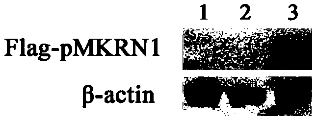 A mutant pcv2 virus that is not degraded by ubiquitinated proteasome and its preparation method and application