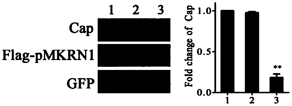 A mutant pcv2 virus that is not degraded by ubiquitinated proteasome and its preparation method and application