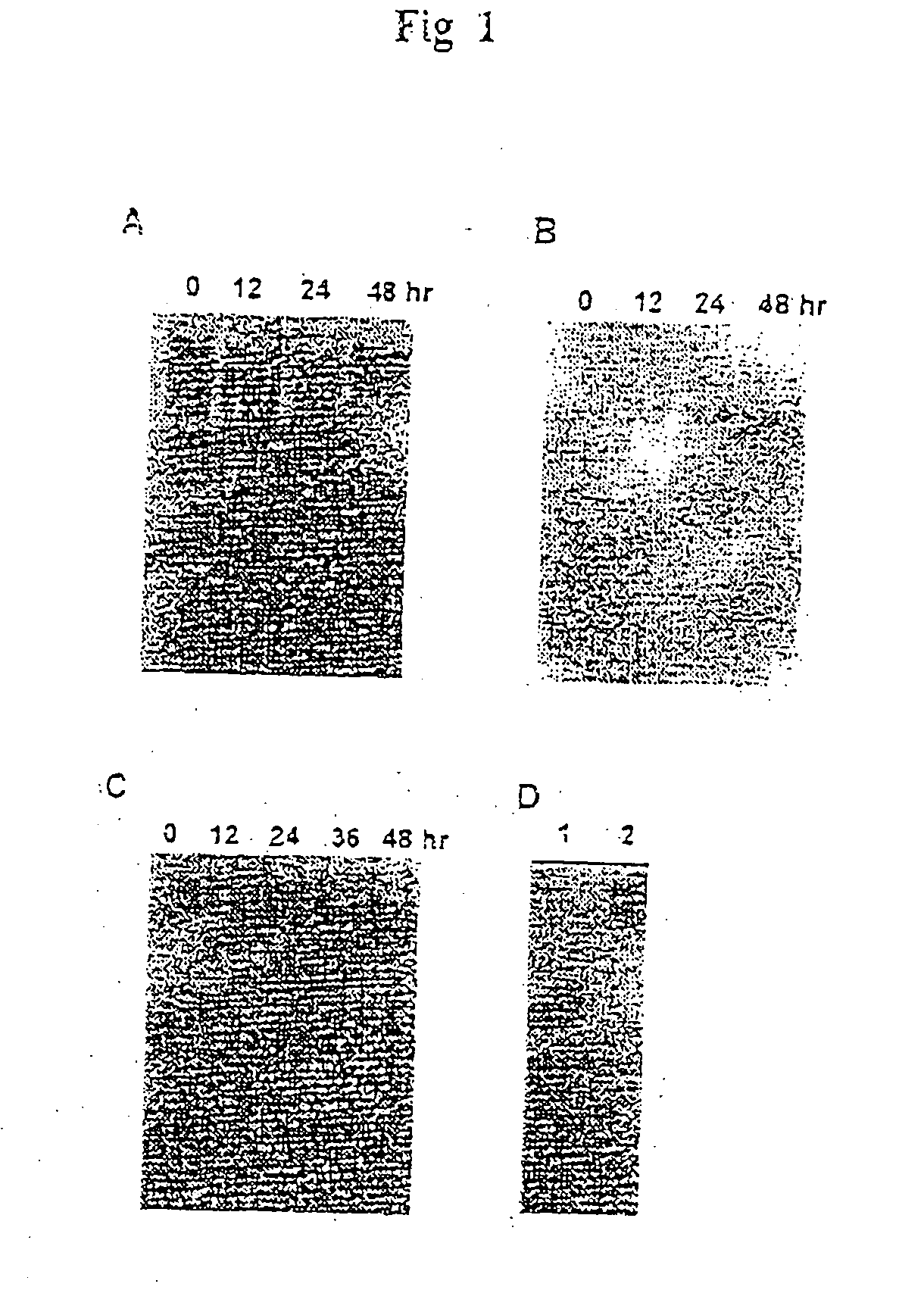 Novel endonuclease of immune cell, process for producing the same and immune adjuvant using the same