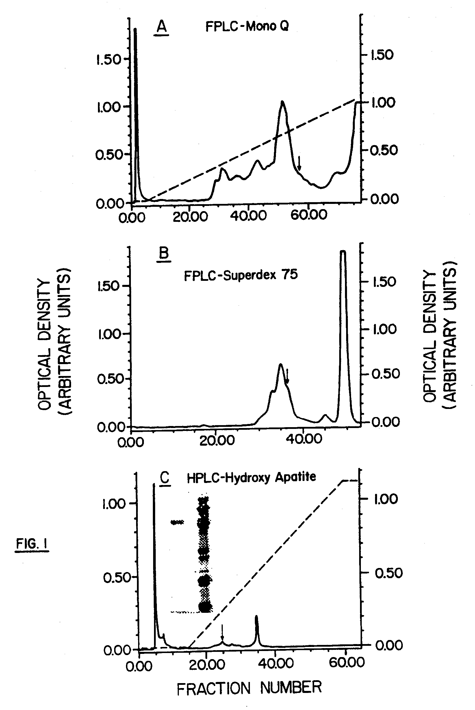 B Cell Activation and Polypeptides Having CD14 Activity