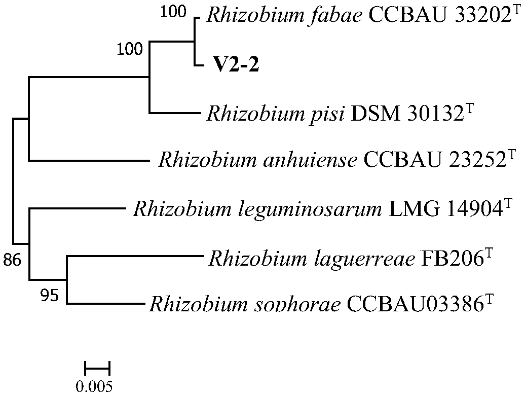 Rhizobium anhuiense V2-2 and application thereof