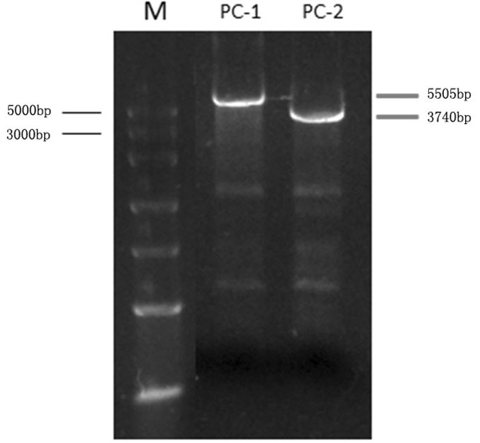 A new gene of wheat grain lipoxygenase and its application