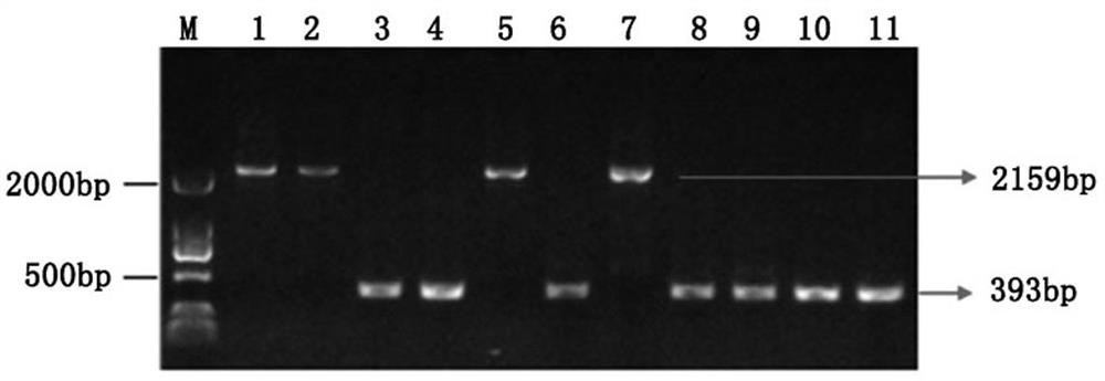A new gene of wheat grain lipoxygenase and its application