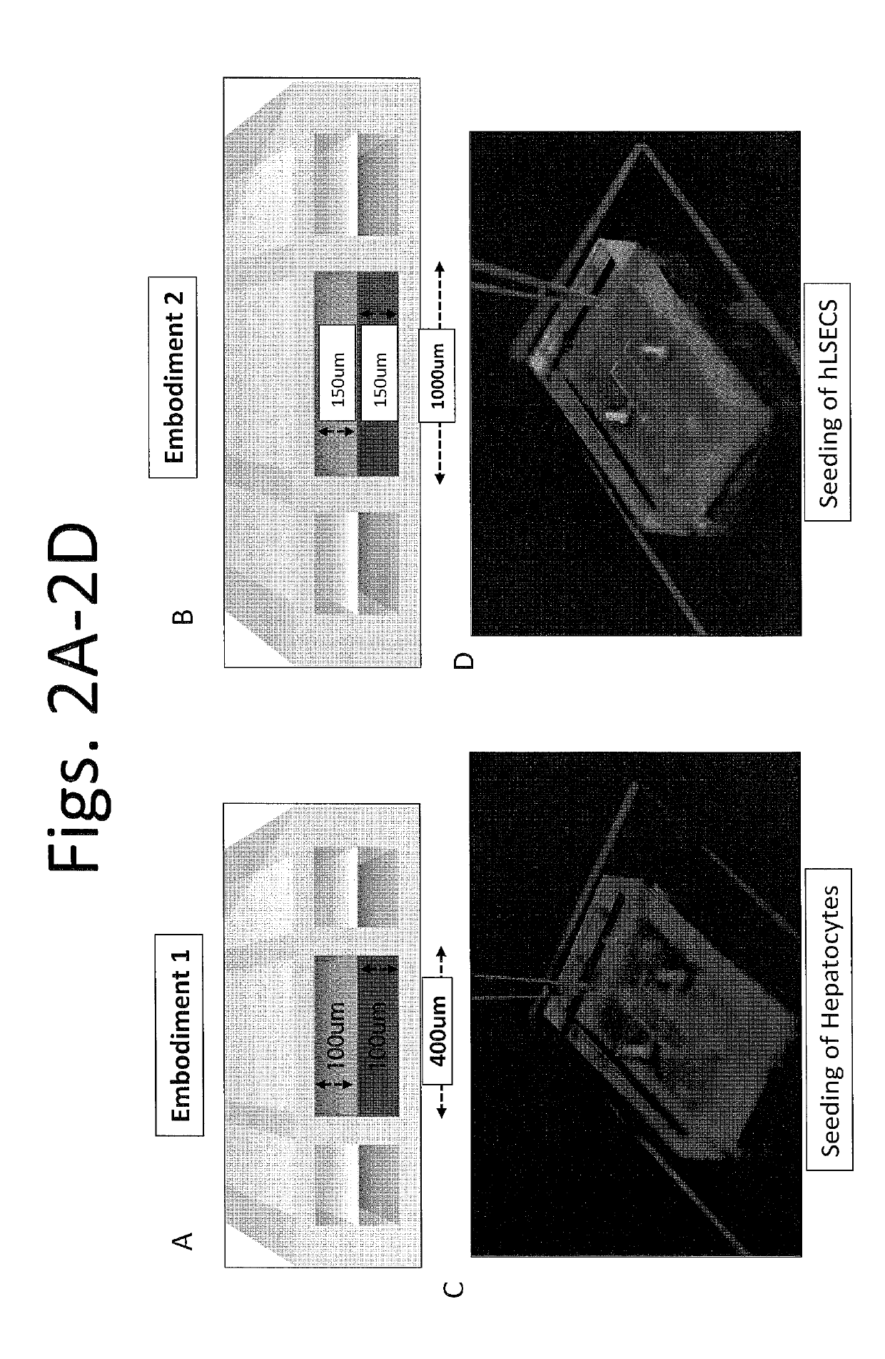 Devices and methods for simulating a function of a liver tissue