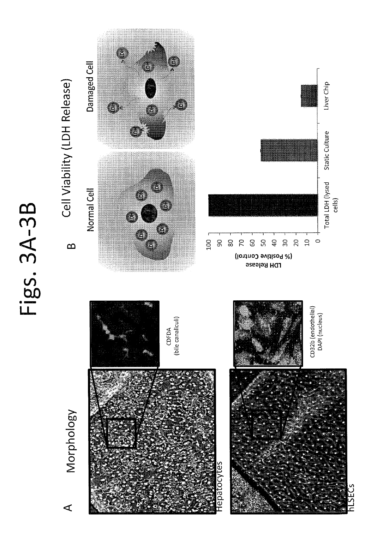 Devices and methods for simulating a function of a liver tissue