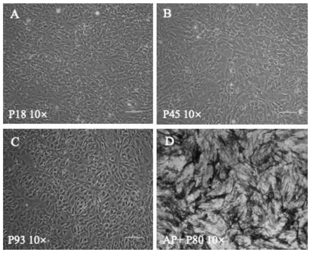 Establishment and induced differentiation method of spermatogonial stem cell line of Chinese sword fish