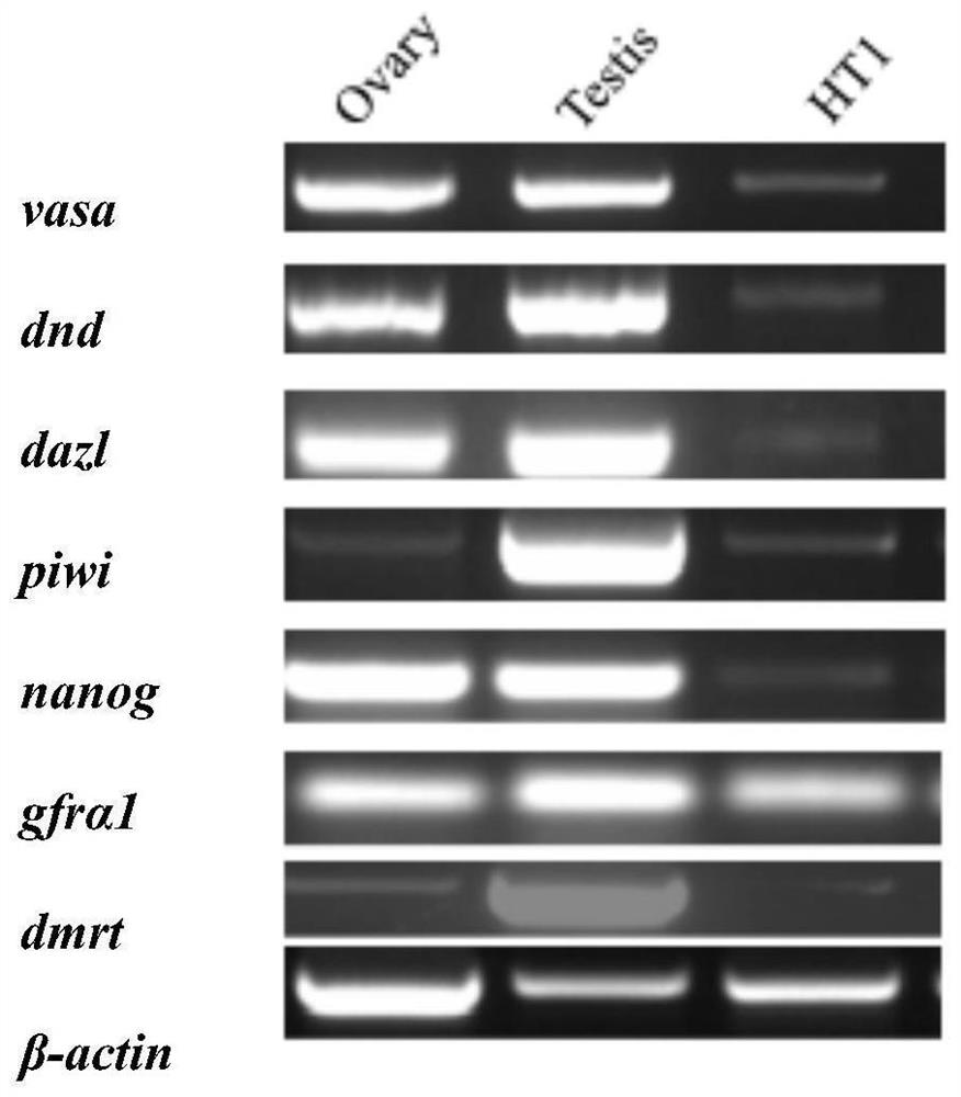 Establishment and induced differentiation method of spermatogonial stem cell line of Chinese sword fish