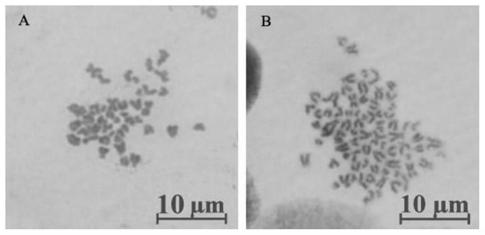 Establishment and induced differentiation method of spermatogonial stem cell line of Chinese sword fish