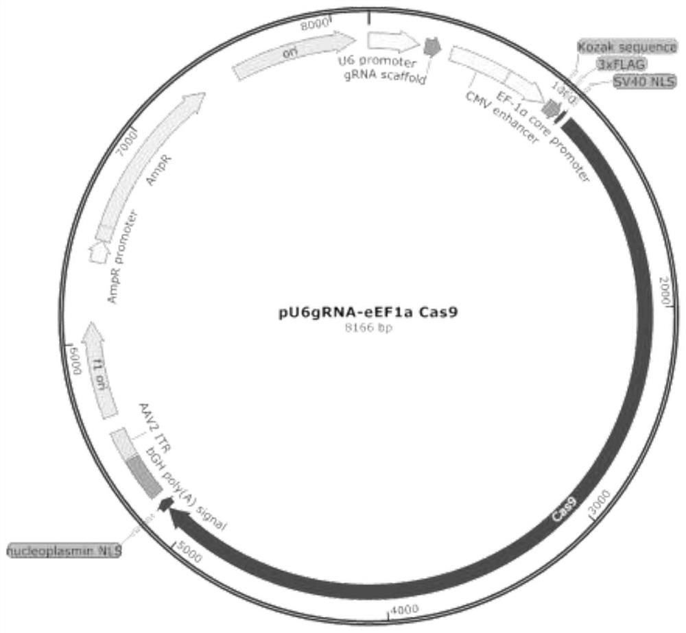 CRISPR system and application thereof to construction of cloned porcine nuclear donor cells with GABRG2 gene mutation