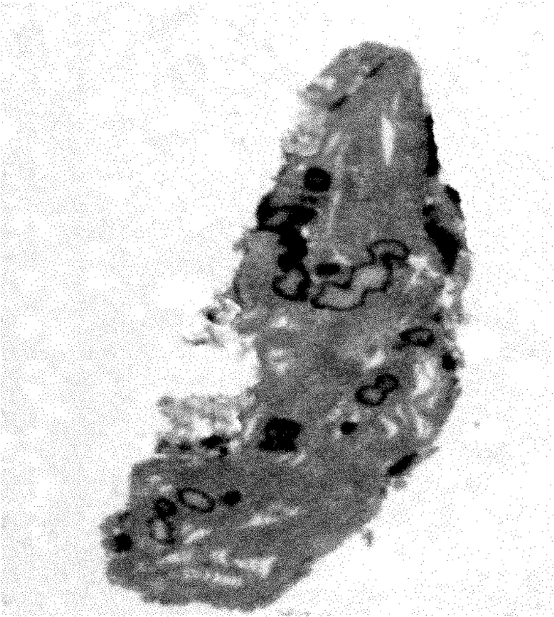 Method for extracting intact chloroplast from ginkgo leaves