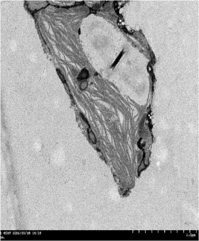 Method for extracting intact chloroplast from ginkgo leaves