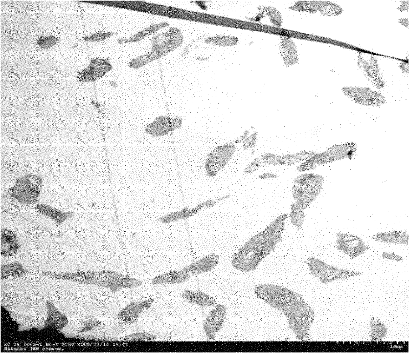 Method for extracting intact chloroplast from ginkgo leaves