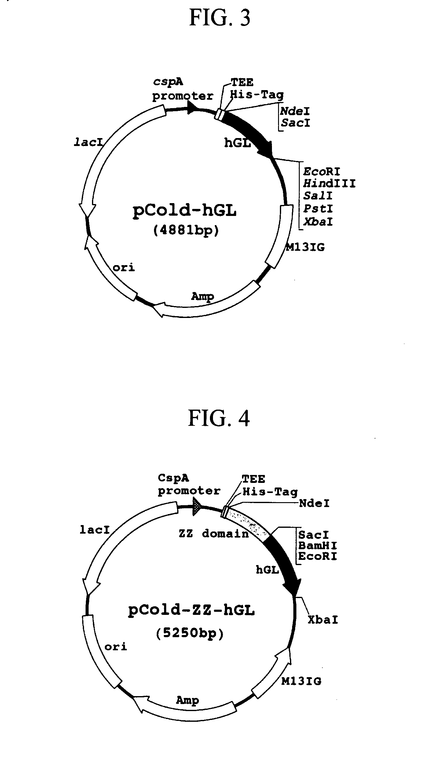 Process for production of recombinant proteins as a soluble form