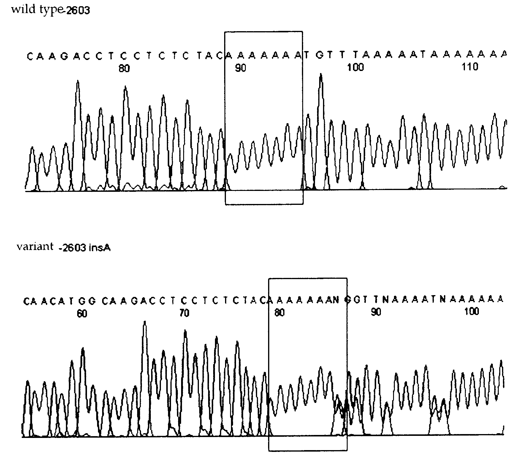 HtSNPs FOR DETERMINING A GENOTYPE OF CYTOCHROME P450 1A2, 2A6 AND 2D6, PXR AND UDP-GLUCURONOSYLTRANSFERASE 1A GENE AND MULTIPLEX GENOTYPING METHODS USING THEREOF