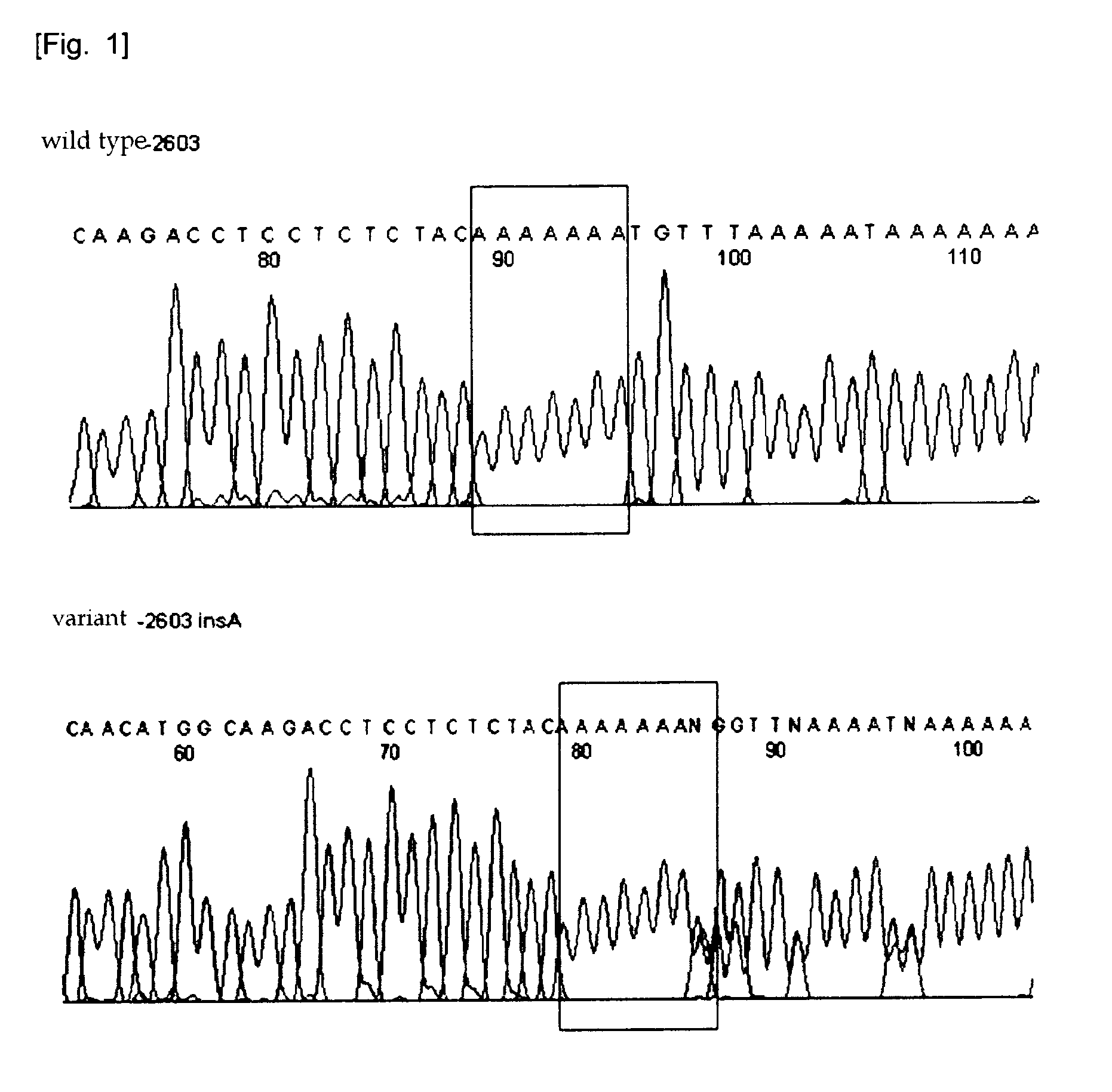 HtSNPs FOR DETERMINING A GENOTYPE OF CYTOCHROME P450 1A2, 2A6 AND 2D6, PXR AND UDP-GLUCURONOSYLTRANSFERASE 1A GENE AND MULTIPLEX GENOTYPING METHODS USING THEREOF