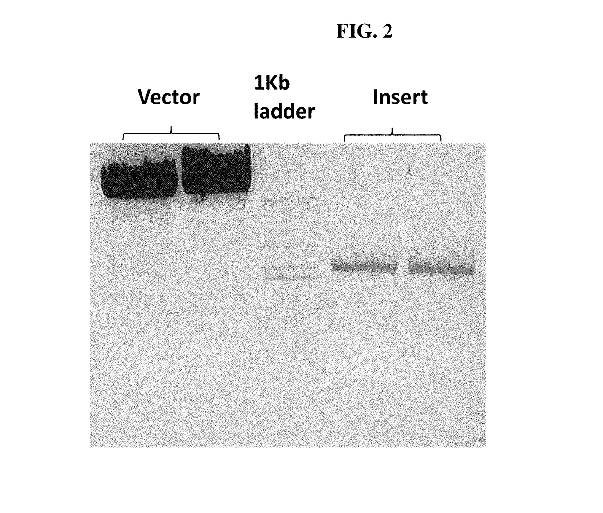 Marker system, in particular for baculovirus-expressed subunit antigens