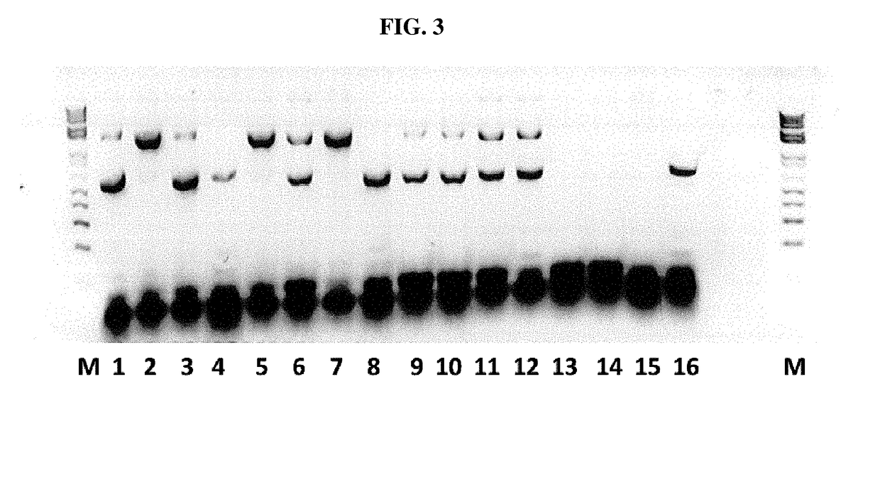 Marker system, in particular for baculovirus-expressed subunit antigens