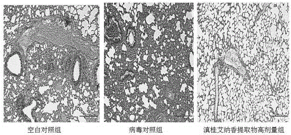 Extract of plant in blumea genus as well as preparation method and application thereof