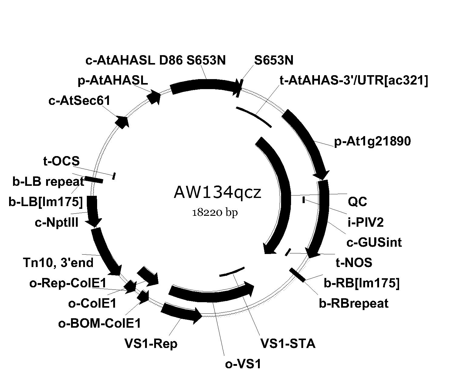 Plant metabolite exporter gene promoters