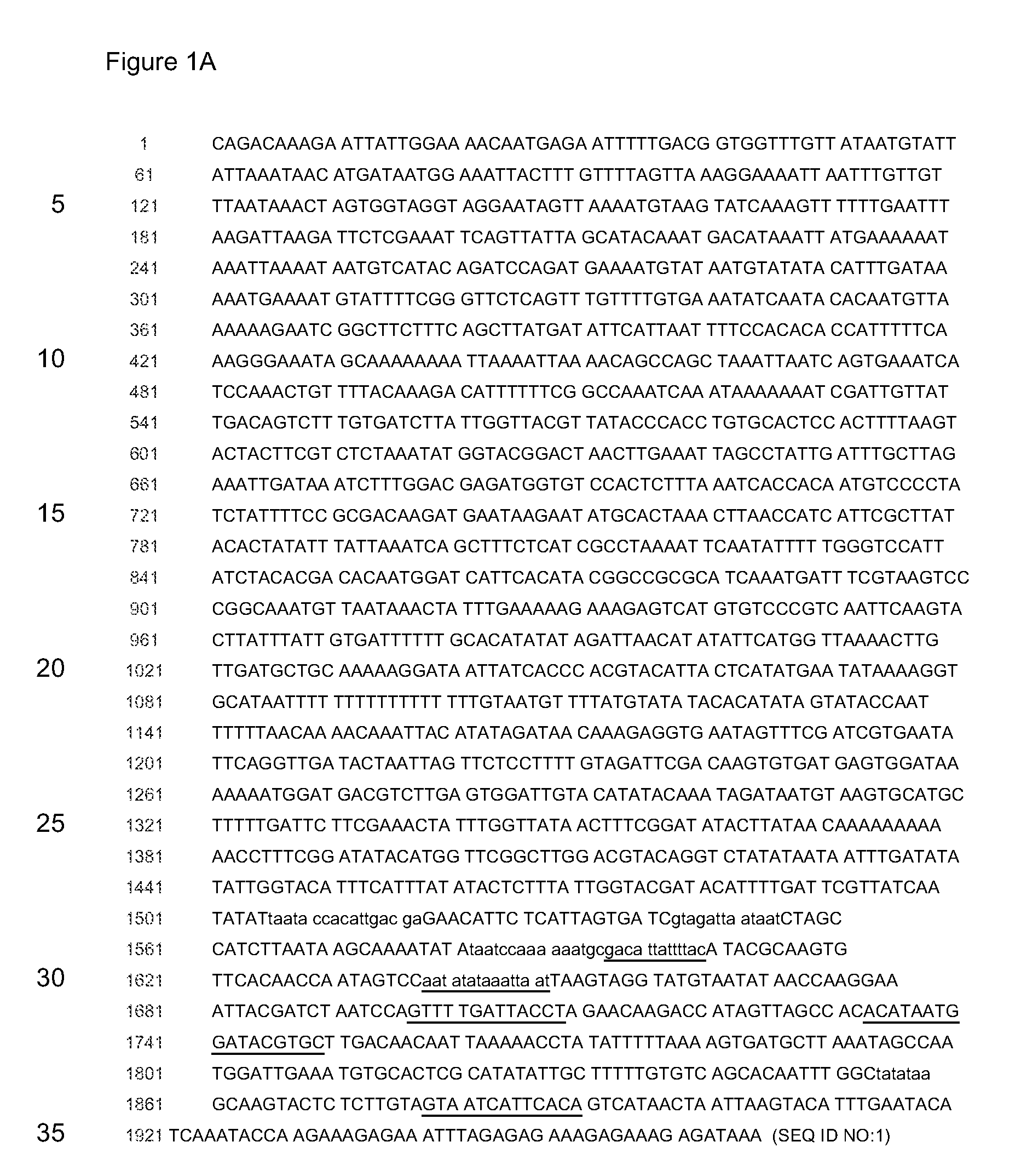 Plant metabolite exporter gene promoters