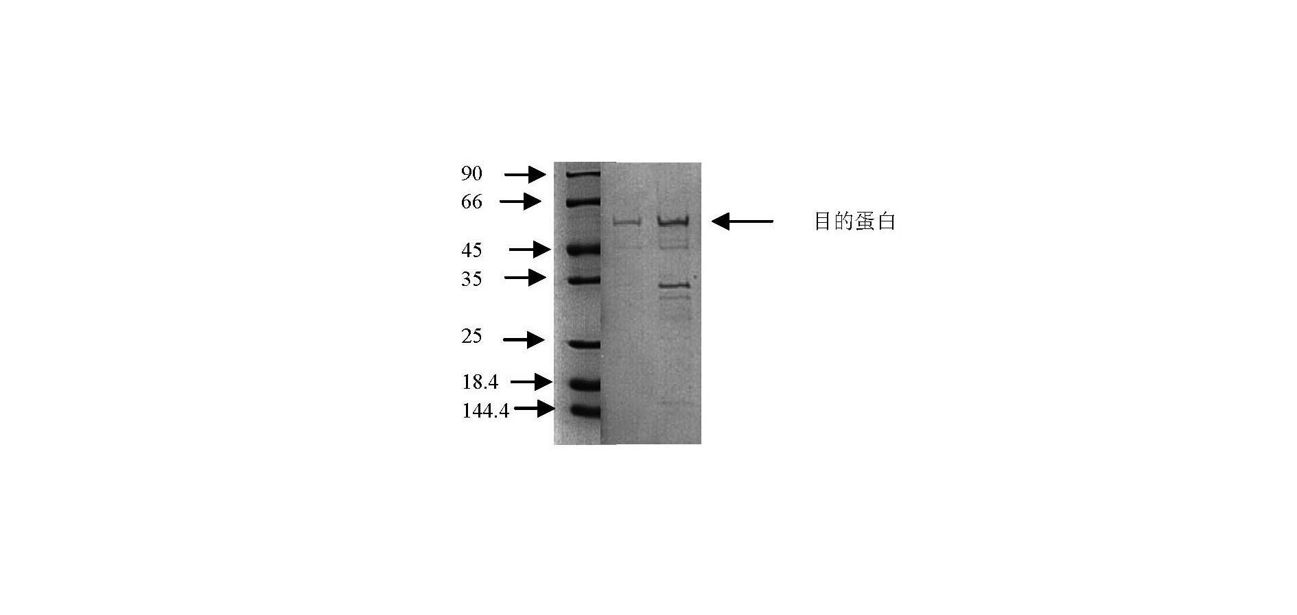 Large yellow croaker interleukin-1beta (IL-1beta) gene cloning method and application thereof