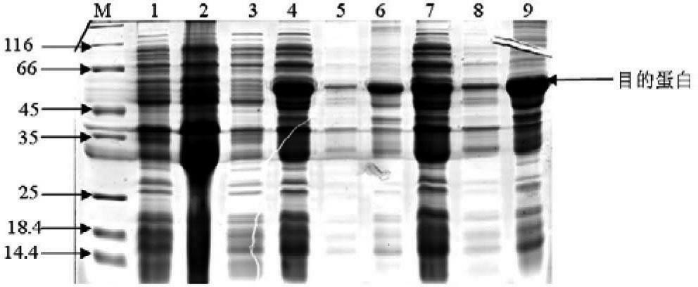 Large yellow croaker interleukin-1beta (IL-1beta) gene cloning method and application thereof