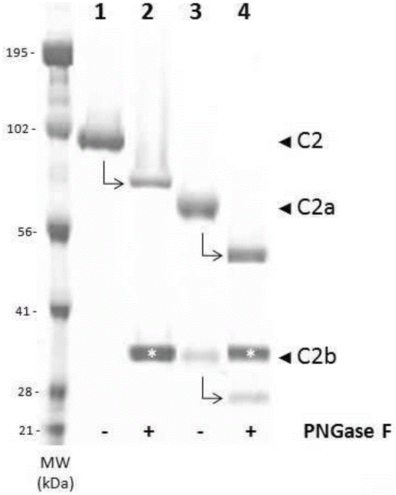 Binding molecules that bind human complement factor C2 and uses thereof