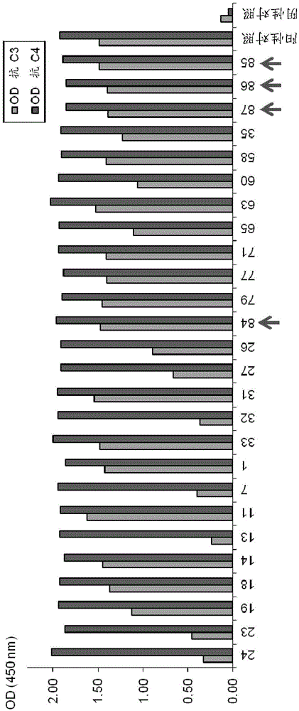 Binding molecules that bind human complement factor C2 and uses thereof