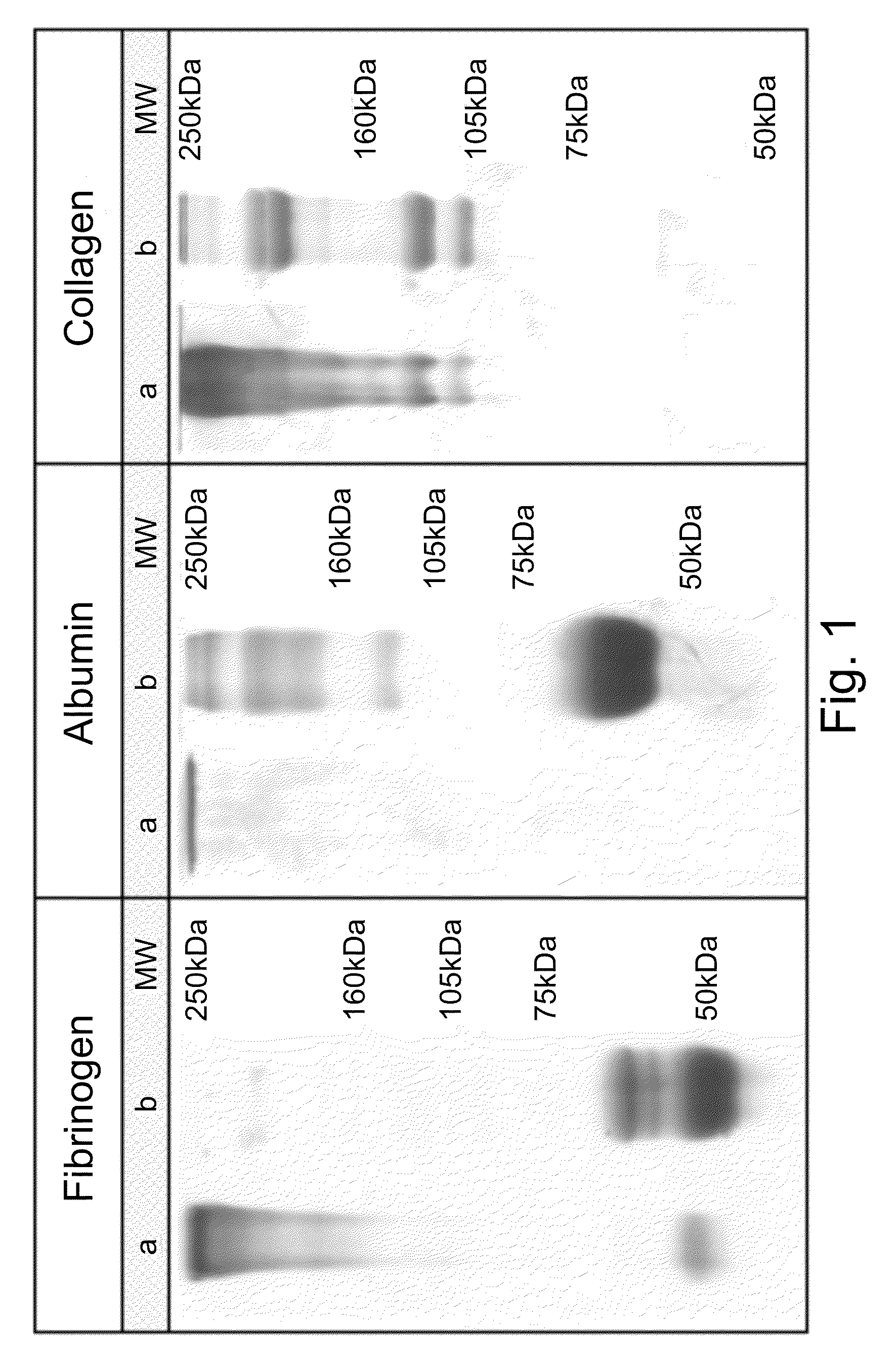 Compositions and methods for scaffold formation
