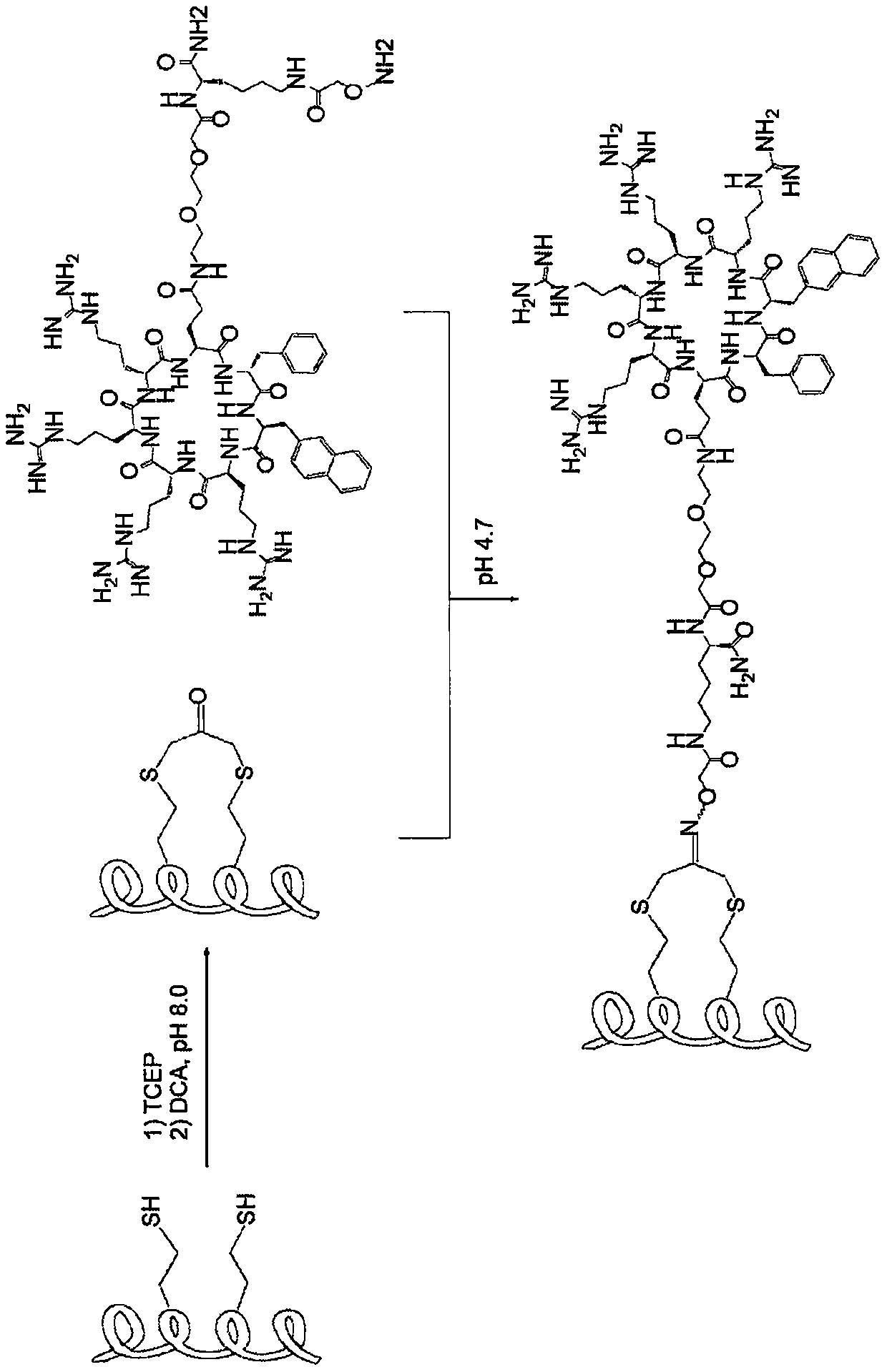 Polypeptide conjugates for intracellular delivery of stapled peptides