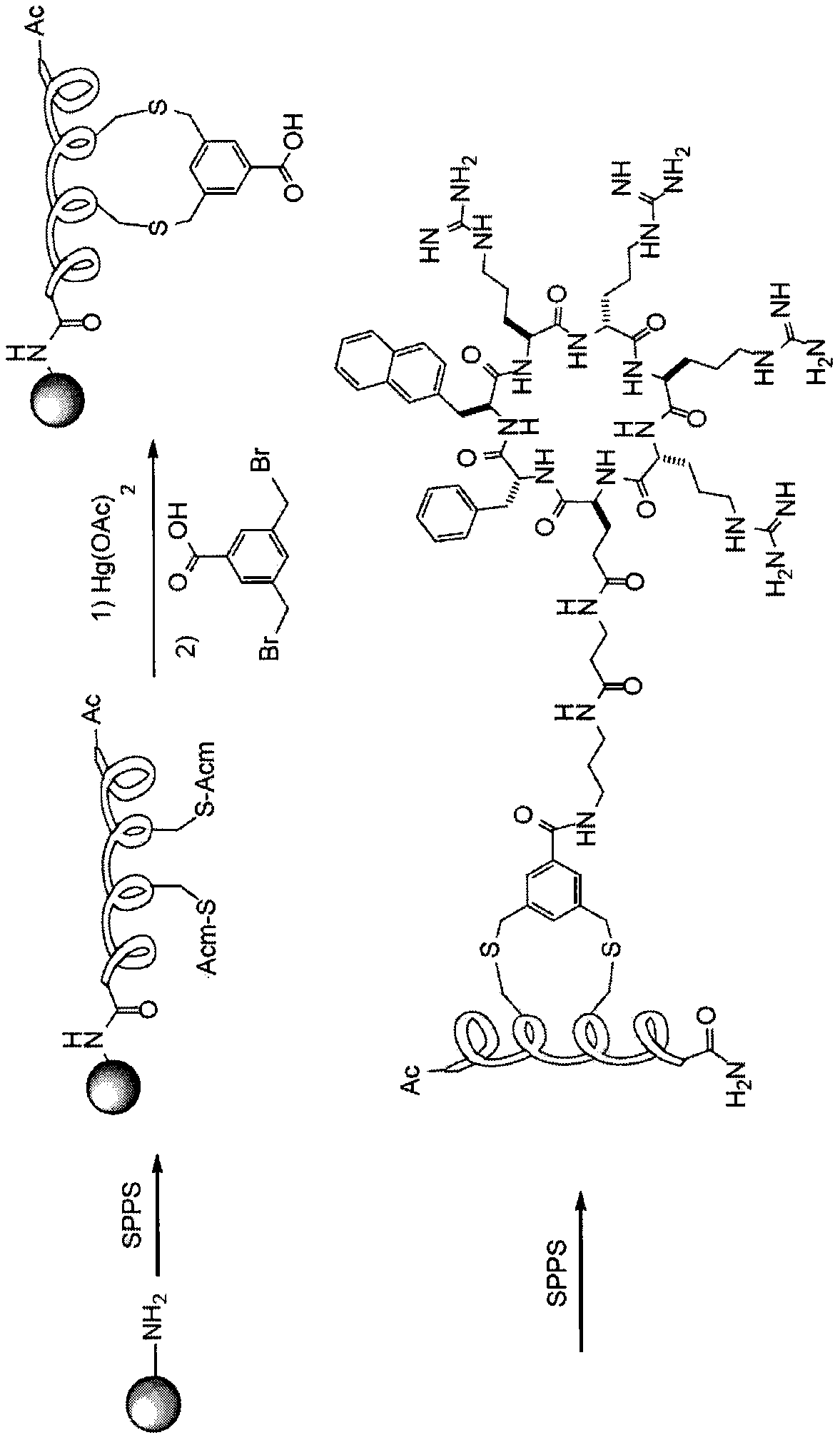 Polypeptide conjugates for intracellular delivery of stapled peptides