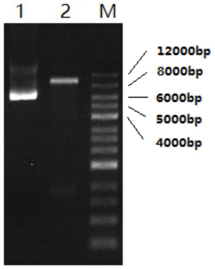 Construction and application of genetic engineering strain of yak rumen anaerobic fungus xylanase