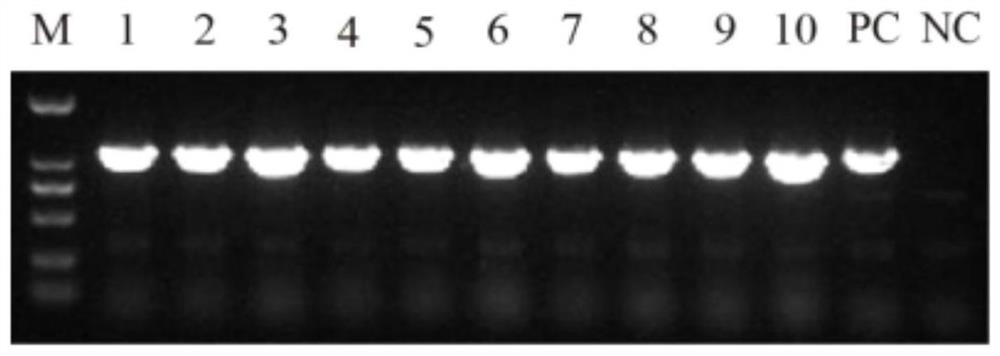 Construction and application of genetic engineering strain of yak rumen anaerobic fungus xylanase