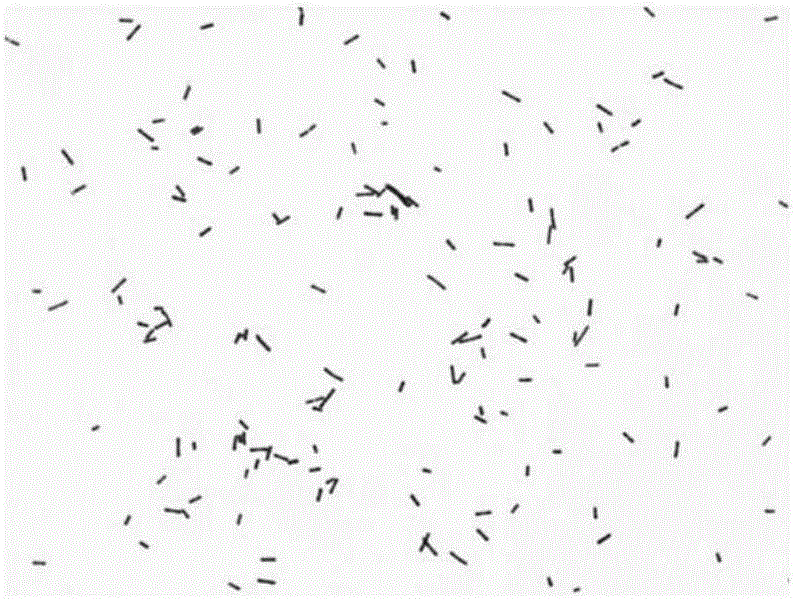 Lactobacillus brevis separated from traditional fermented food acidic gruel and application thereof