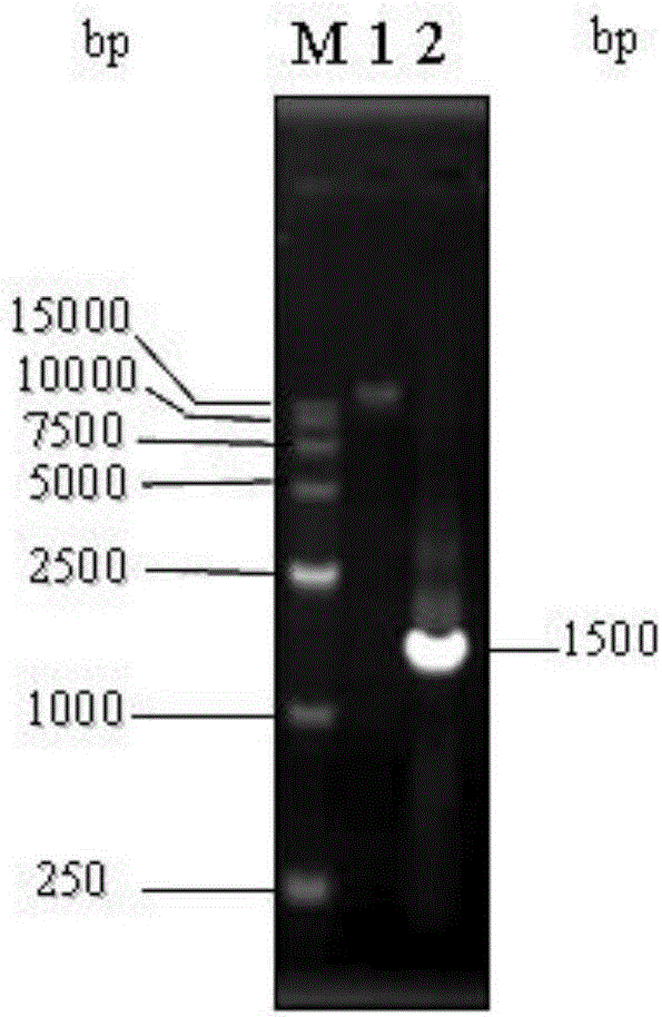 Lactobacillus brevis separated from traditional fermented food acidic gruel and application thereof