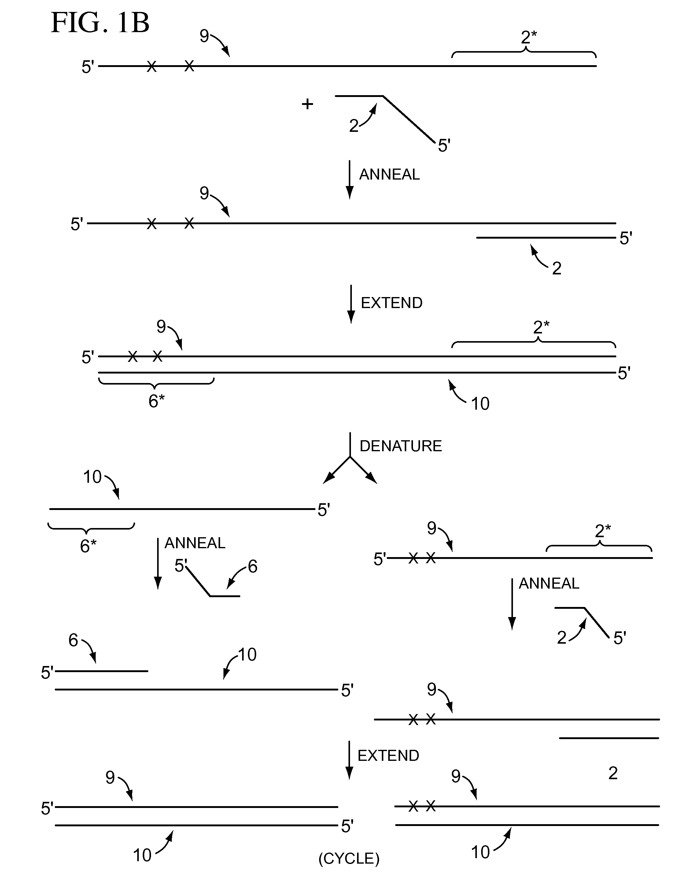 Compositions, methods, and kits for analyzing DNA methylation