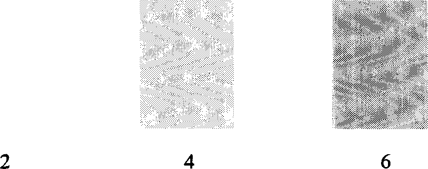 Nitrate and nitrite rapid testing paper and use thereof