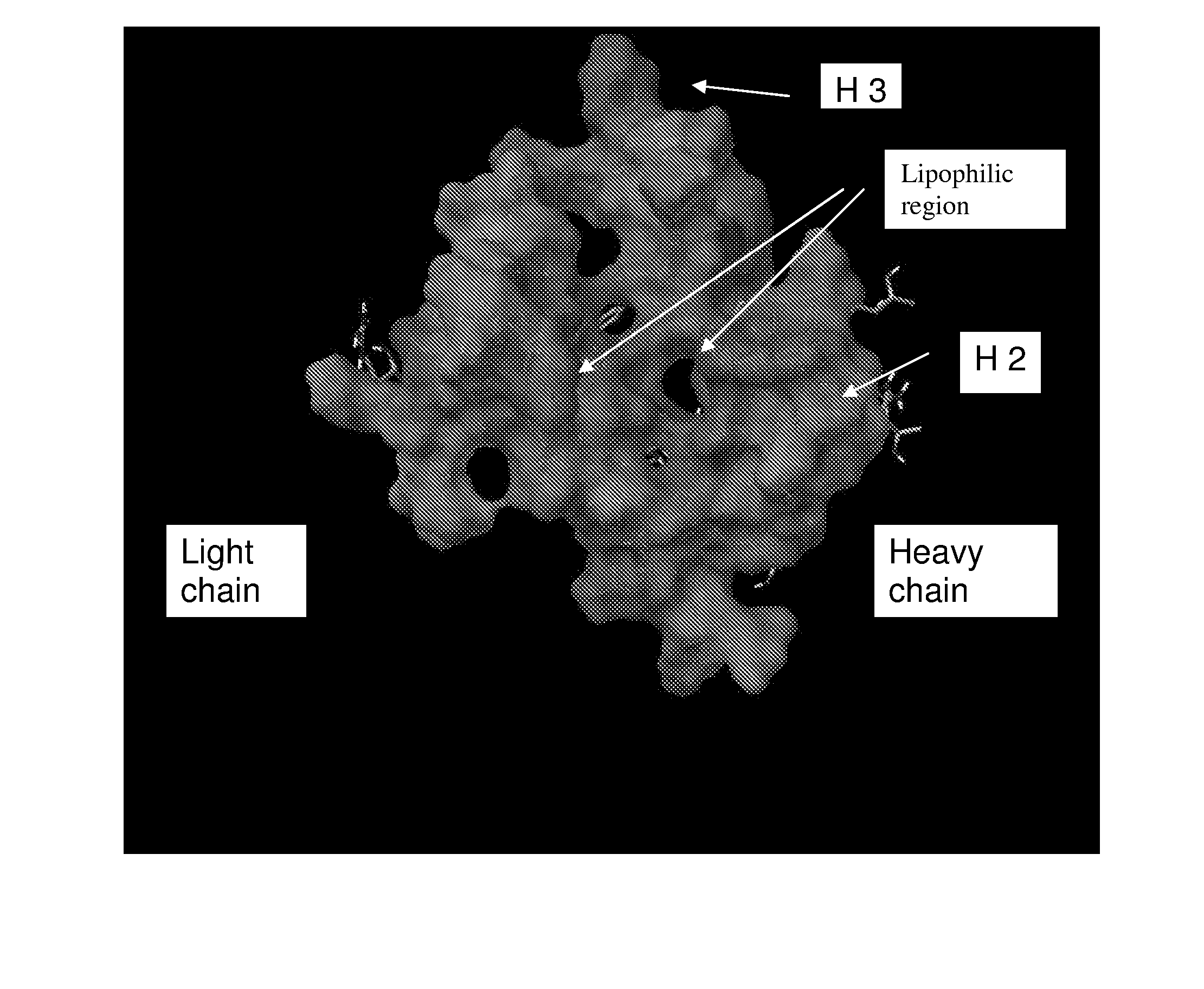 Hepatitis c virus antibodies