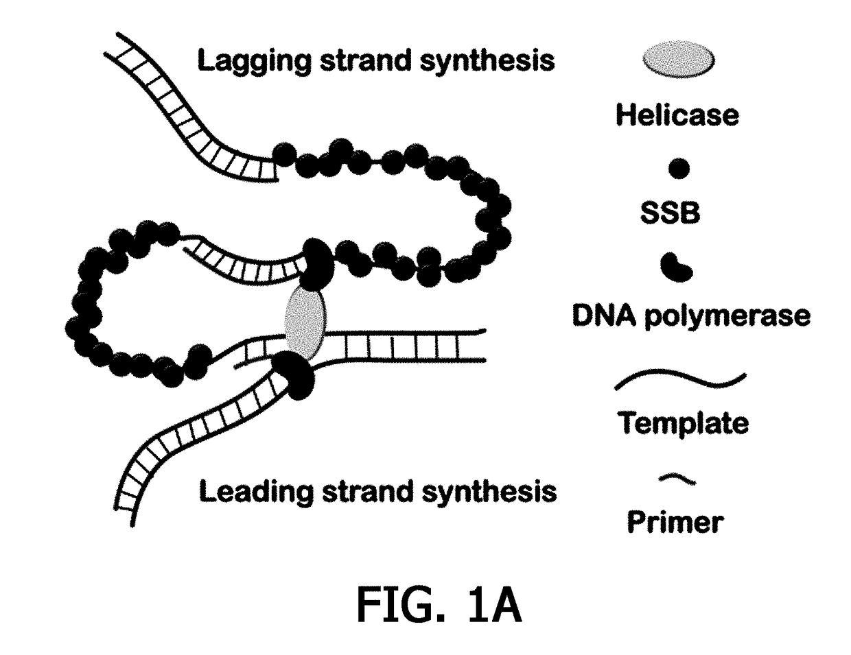 Composition for PCR containing a polyethylene glycol-engrafted nano-sized graphene oxide