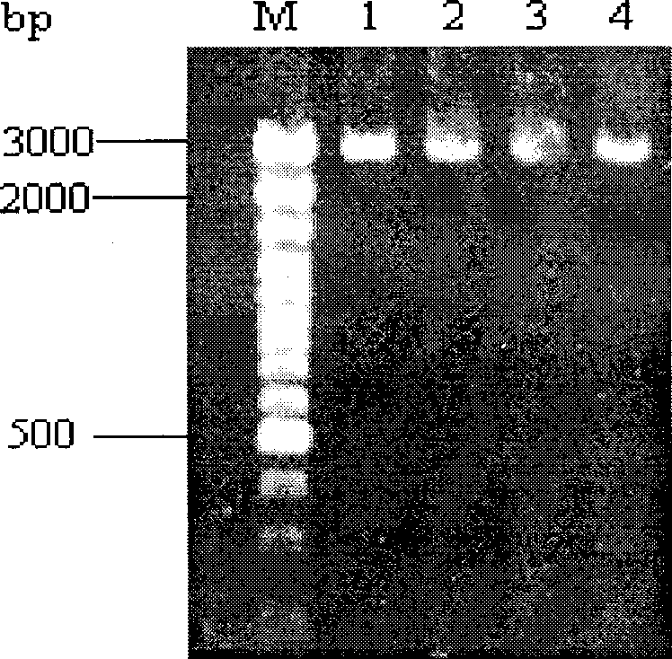 Method for obtaining wire-worm microsome amino peptidase gene and use thereof