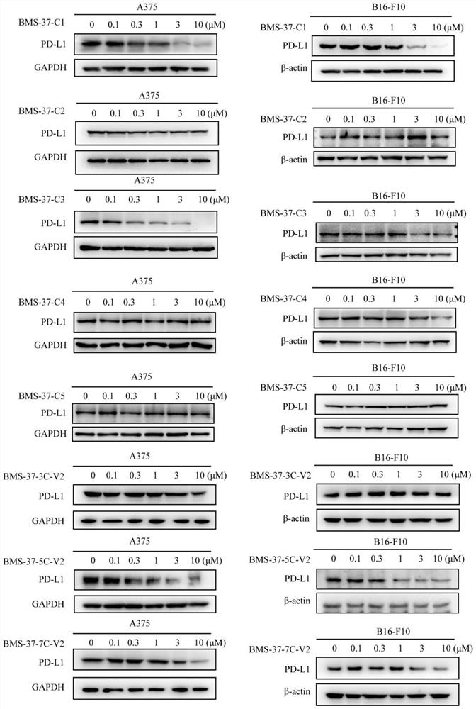 Difunctional molecular compound for inducing degradation of PD-L1 protein as well as preparation and application of difunctional molecular compound