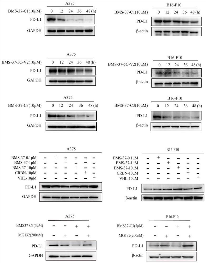 Difunctional molecular compound for inducing degradation of PD-L1 protein as well as preparation and application of difunctional molecular compound