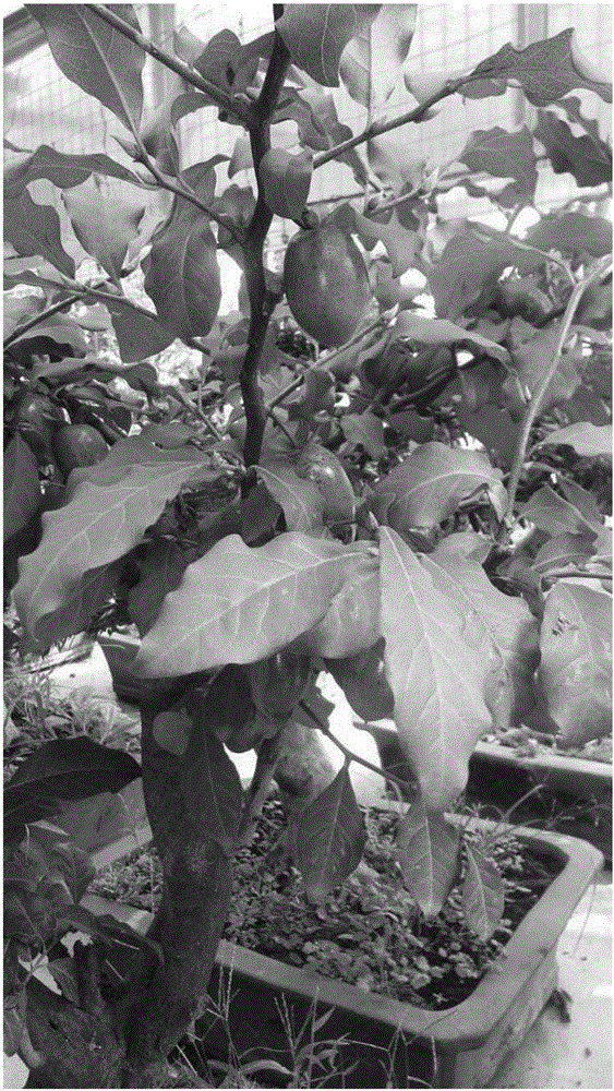 Landscaping method for grafting Diospyros rhombifolia onto Diospyros armata