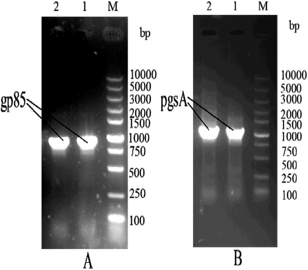 pMG36e pgsA gp85 recombinant plasmid-containing genetically engineered bacterium