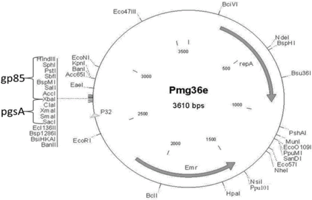 pMG36e pgsA gp85 recombinant plasmid-containing genetically engineered bacterium